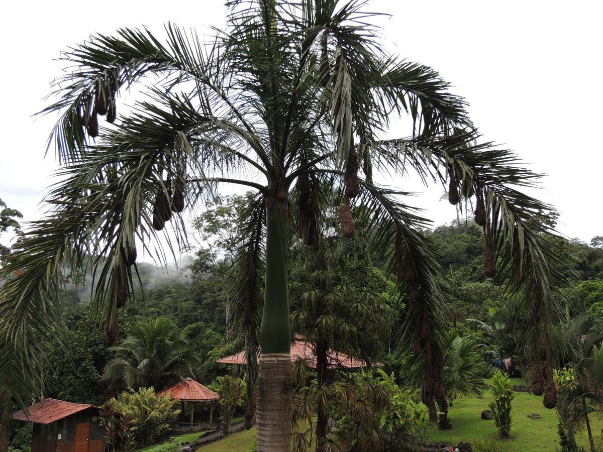 Pacuare River Lodge Bajo Tigre Esterno foto